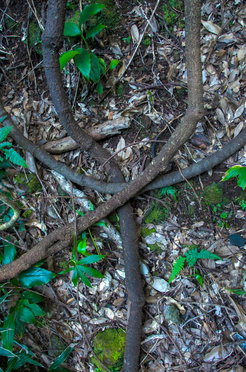 Guardian of beautiful things