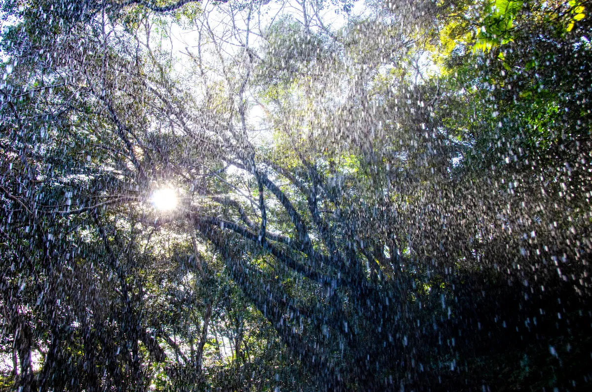 Guardian of beautiful things