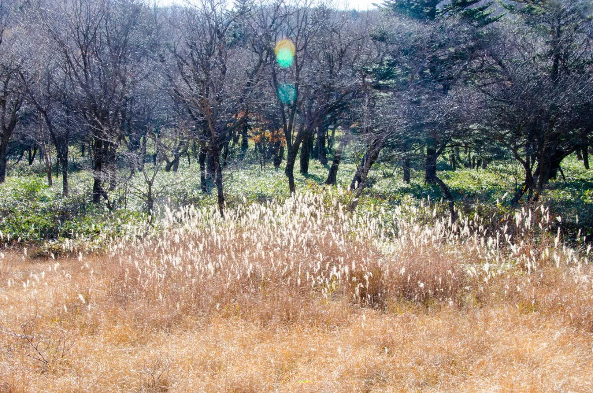 Guardian of beautiful things