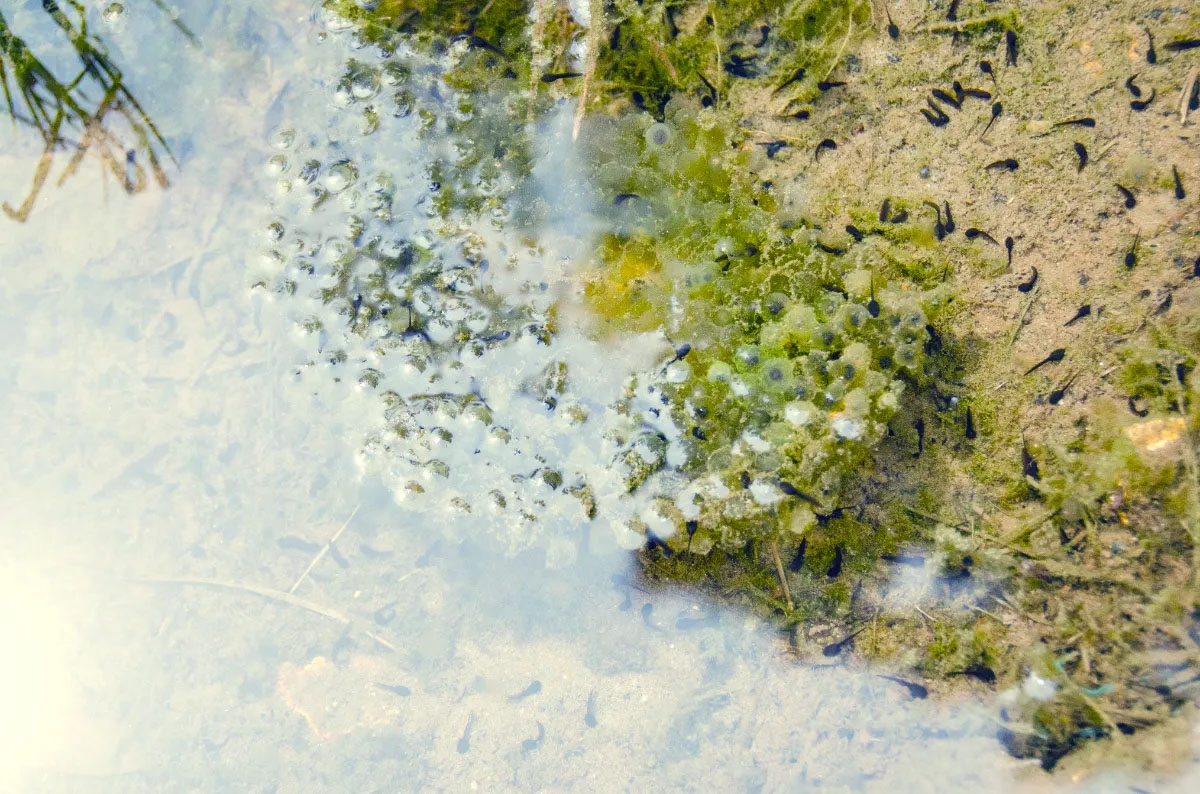 Guardian of beautiful things