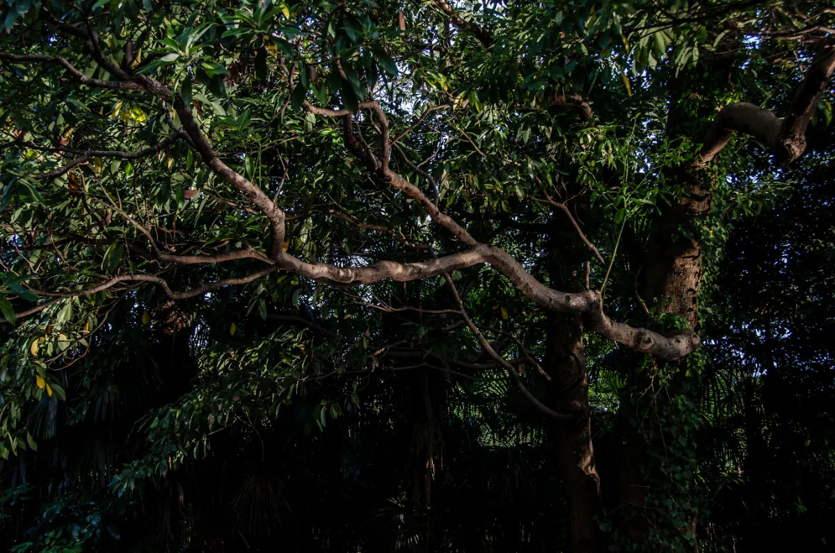 Guardian of beautiful things