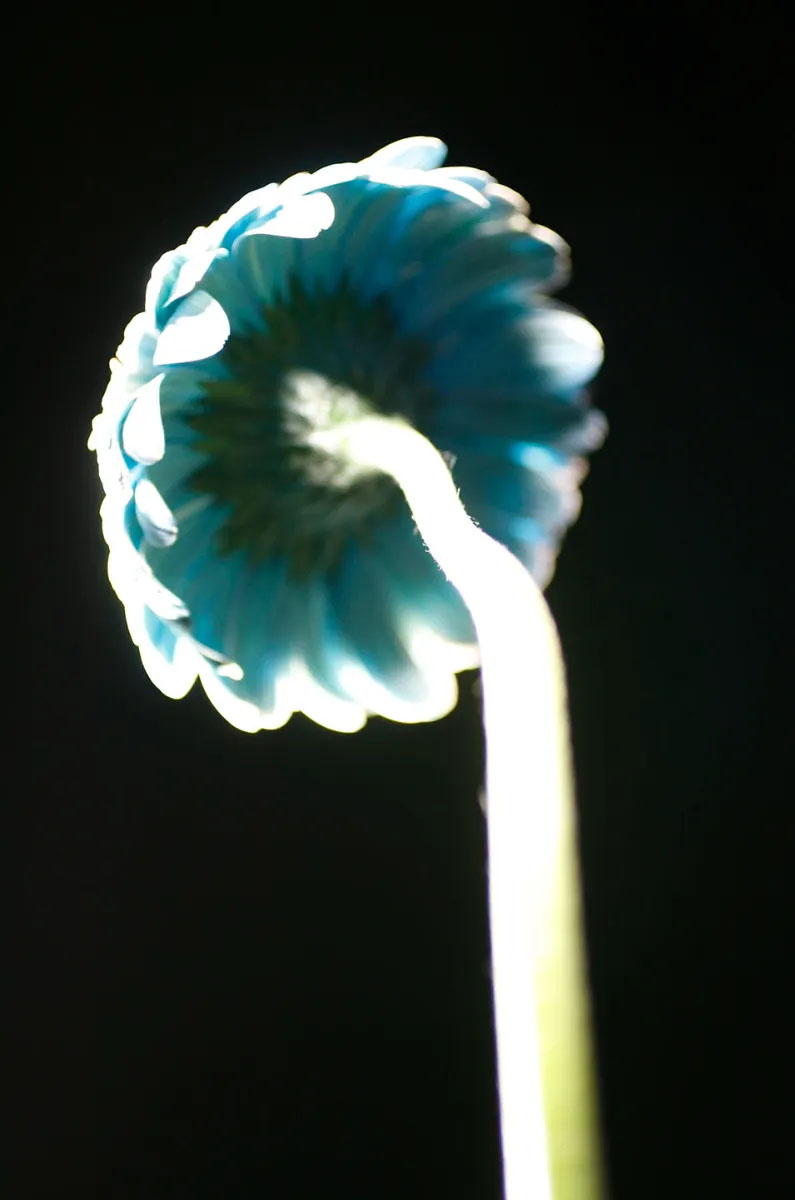 Spawn the senses again